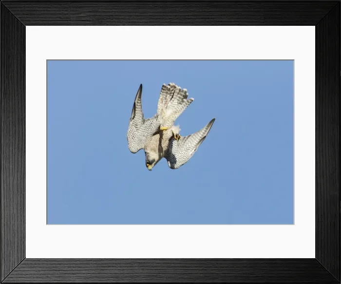 Framed Print : Picture No. 10898858