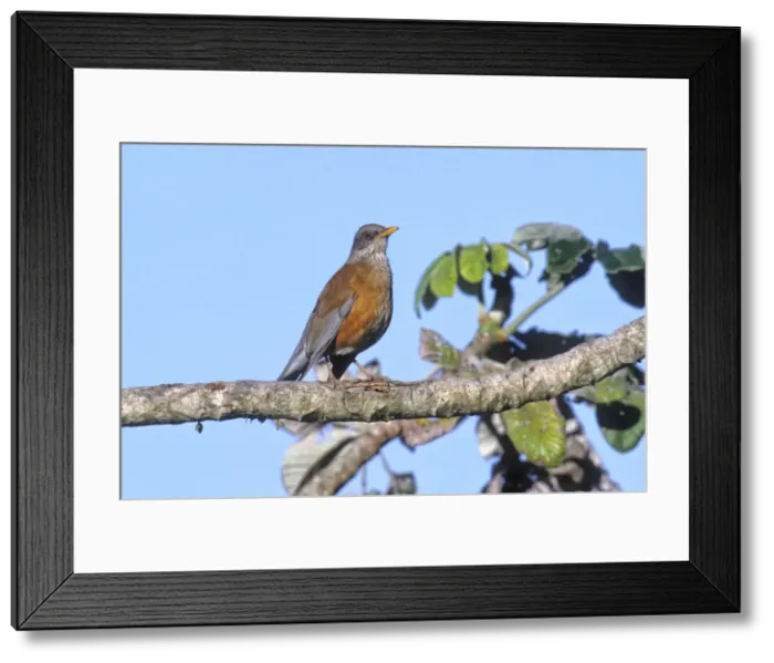 Framed Print : Picture No. 10898863 Framed Print : Picture No. 10898863