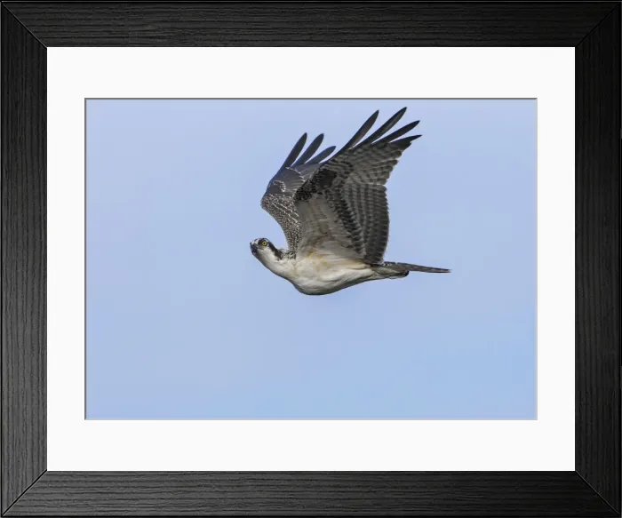 Framed Print : Picture No. 10898853 Framed Print : Picture No. 10898853