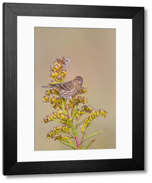 Framed Print : Picture No. 10898861