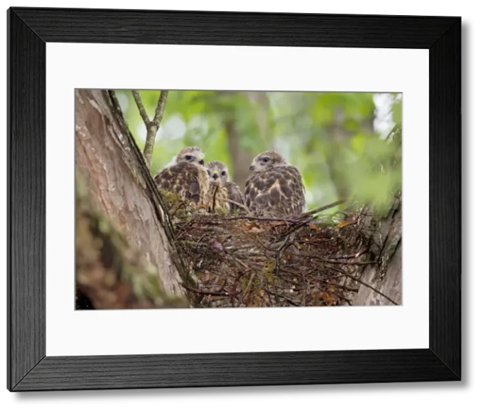 Framed Print : Picture No. 10898865 Framed Print : Picture No. 10898865