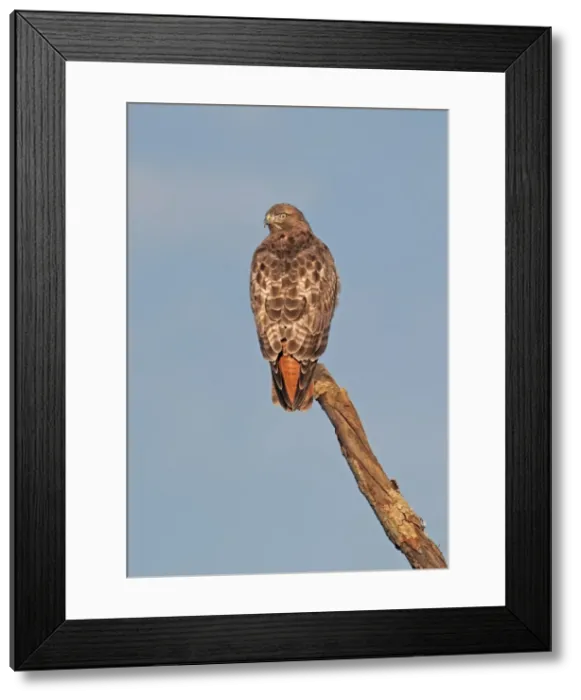 Framed Print : Picture No. 10898866 Framed Print : Picture No. 10898866