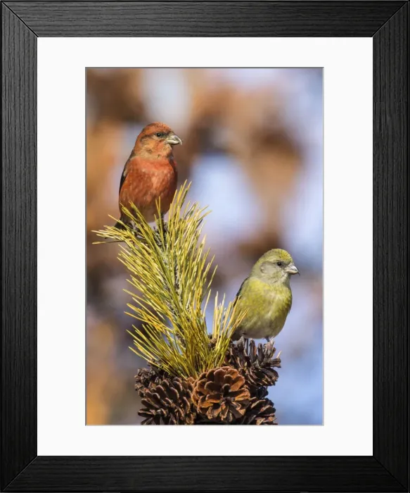 Framed Print : Picture No. 10898864