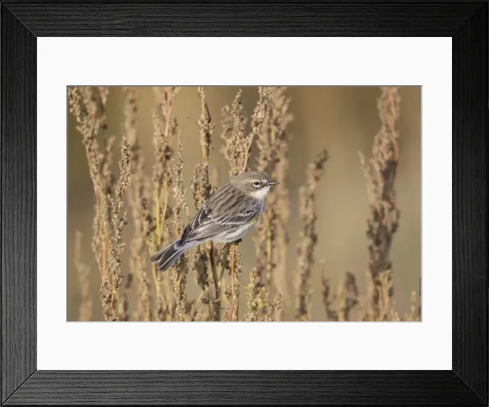 Framed Print : Picture No. 10898895 Framed Print : Picture No. 10898895