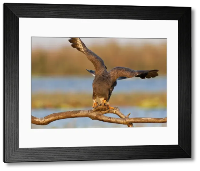 Framed Print : Picture No. 10898871 Framed Print : Picture No. 10898871