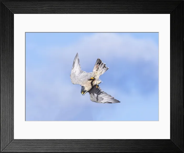 Framed Print : Picture No. 10898859 Framed Print : Picture No. 10898859