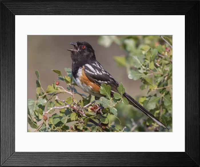 Framed Print : Picture No. 10898873 Framed Print : Picture No. 10898873