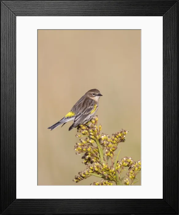 Framed Print : Picture No. 10898896 Framed Print : Picture No. 10898896