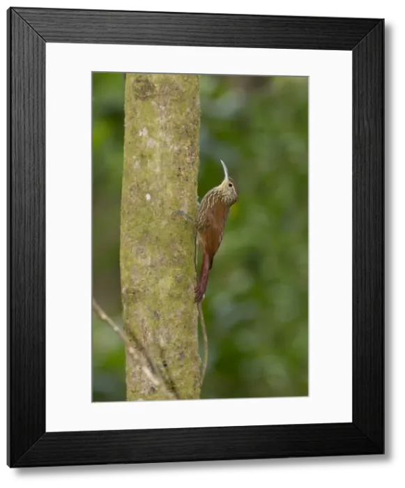 Framed Print : Picture No. 10898870