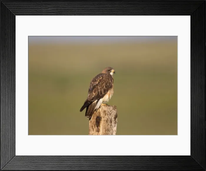 Framed Print : Picture No. 10898876 Framed Print : Picture No. 10898876