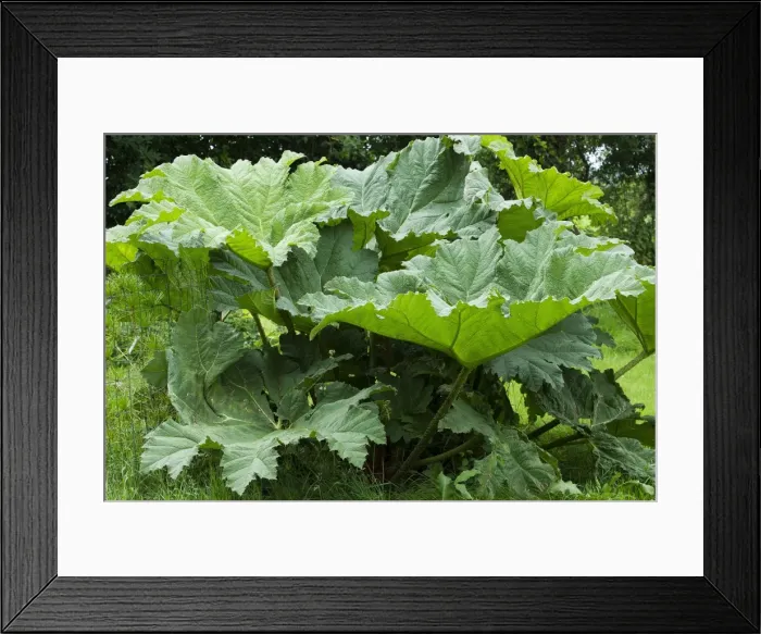 Framed Print : Picture No. 10898897 Framed Print : Picture No. 10898897