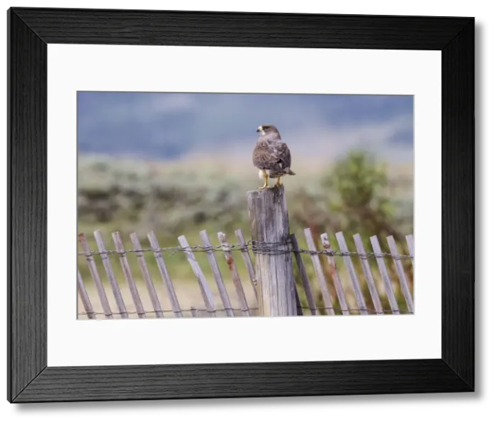 Framed Print : Picture No. 10898875 Framed Print : Picture No. 10898875