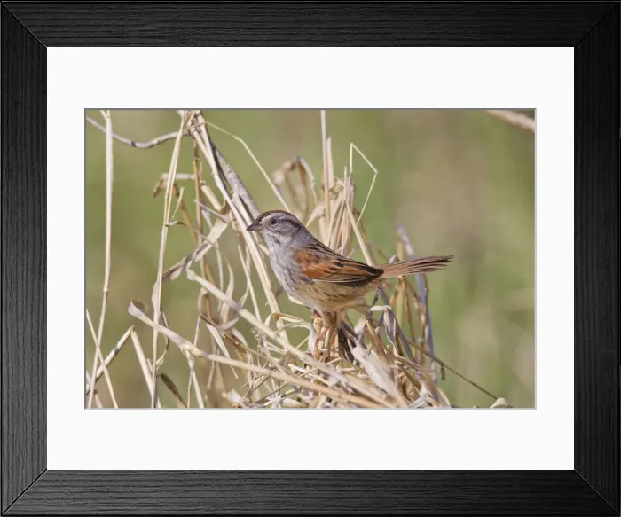 Framed Print : Picture No. 10898877 Framed Print : Picture No. 10898877