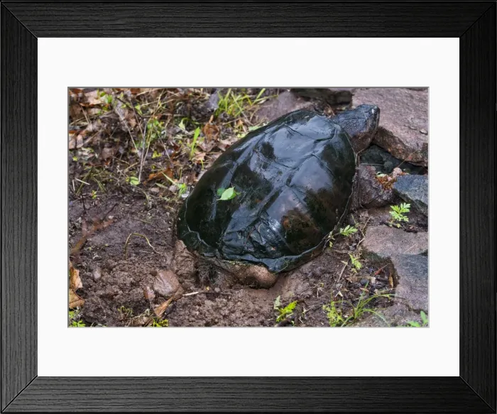 Framed Print : Picture No. 10898872 Framed Print : Picture No. 10898872