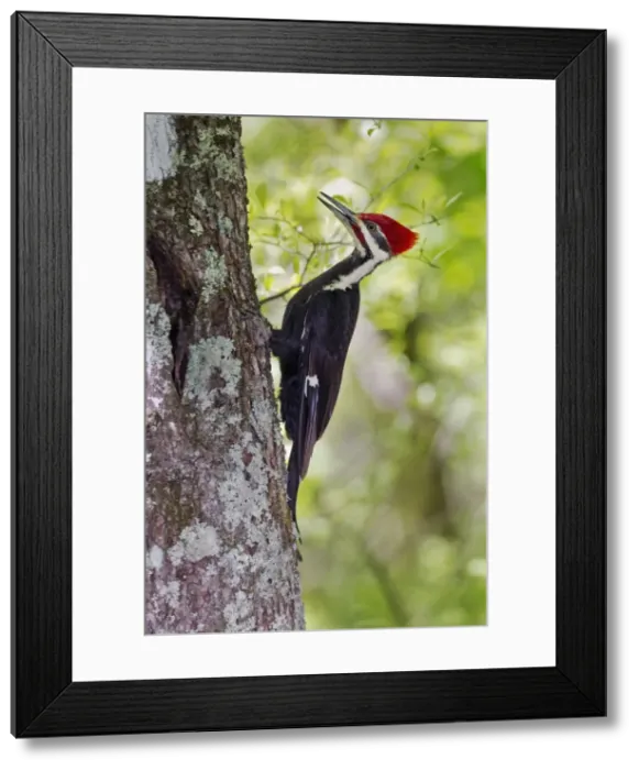Framed Print : Picture No. 10898862 Framed Print : Picture No. 10898862