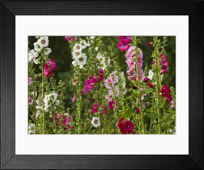 Framed Print : Picture No. 10898902 Framed Print : Picture No. 10898902