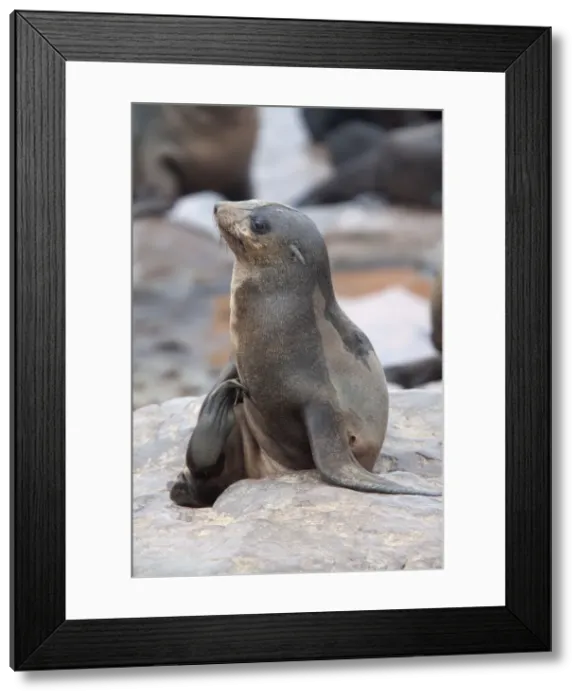 Framed Print : Picture No. 10898904 Framed Print : Picture No. 10898904