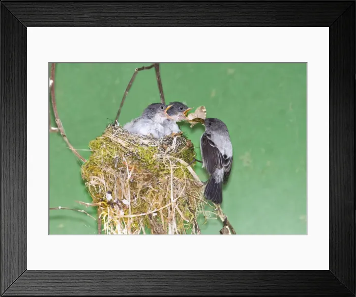 Framed Print : Picture No. 10898879 Framed Print : Picture No. 10898879