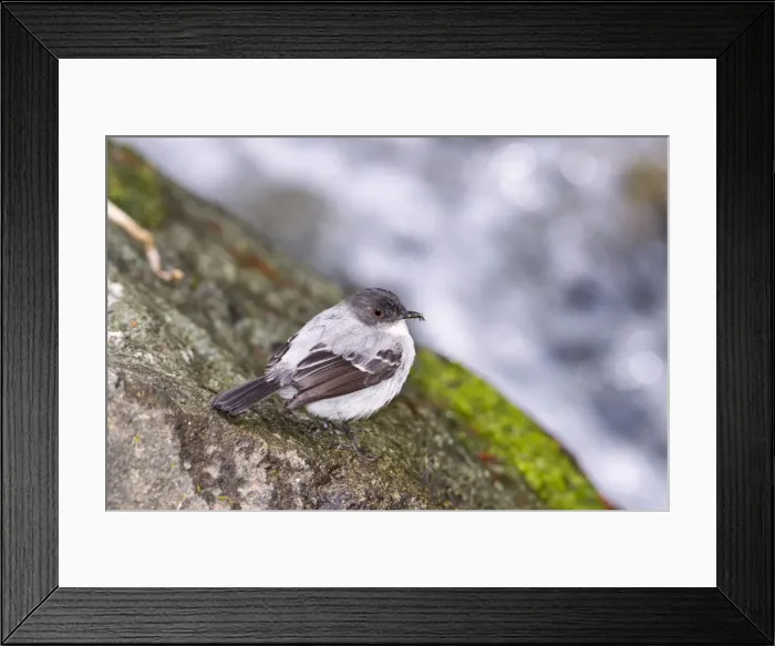 Framed Print : Picture No. 10898880 Framed Print : Picture No. 10898880