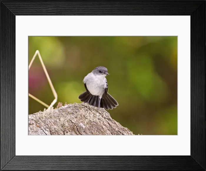 Framed Print : Picture No. 10898878 Framed Print : Picture No. 10898878