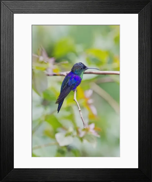 Framed Print : Picture No. 10898885 Framed Print : Picture No. 10898885