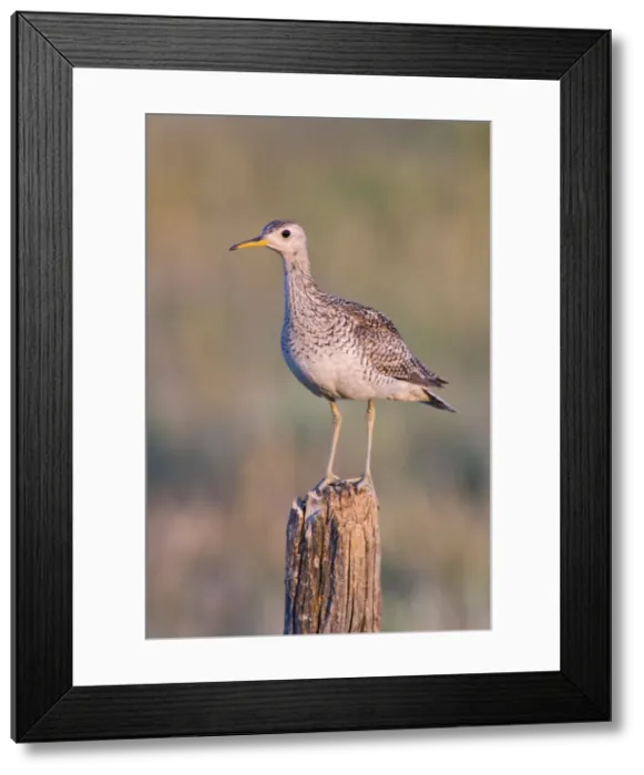Framed Print : Picture No. 10898883 Framed Print : Picture No. 10898883