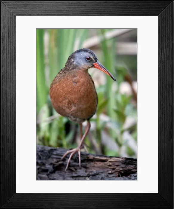 Framed Print : Picture No. 10898886 Framed Print : Picture No. 10898886