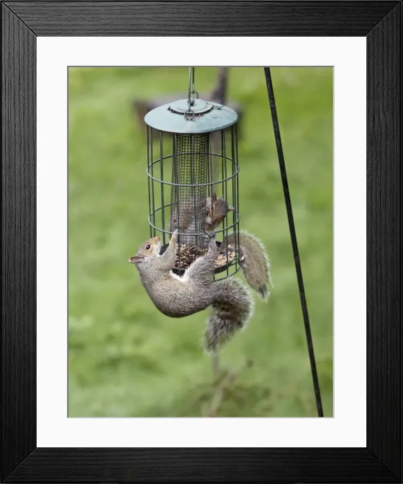 Framed Print : Picture No. 10898919 Framed Print : Picture No. 10898919