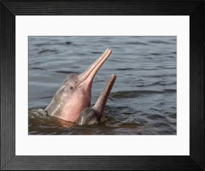 Framed Print : Picture No. 10898926 Framed Print : Picture No. 10898926