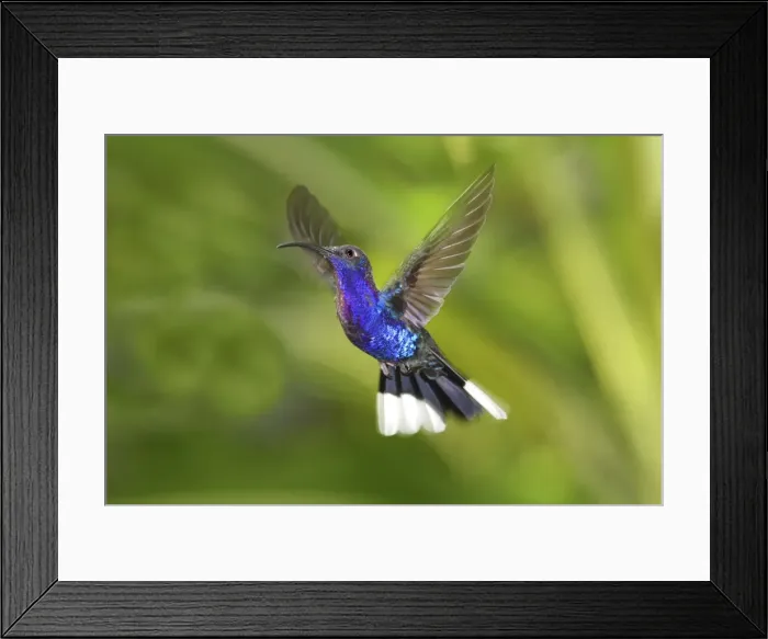 Framed Print : Picture No. 10898887 Framed Print : Picture No. 10898887