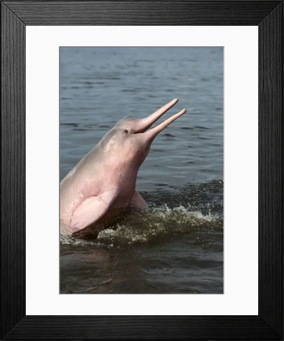 Framed Print : Picture No. 10898927 Framed Print : Picture No. 10898927