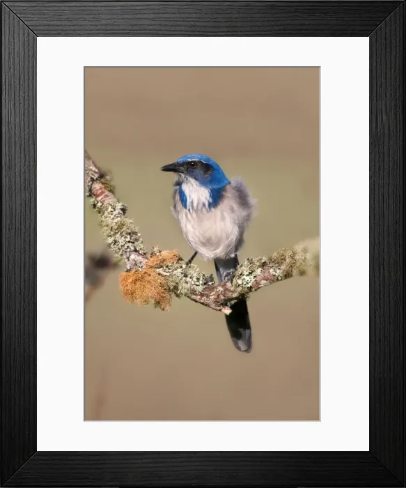 Framed Print : Picture No. 10898890 Framed Print : Picture No. 10898890