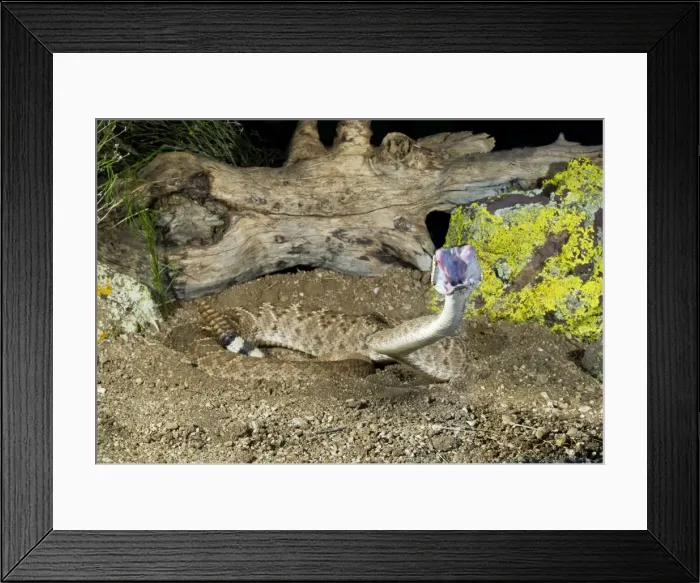 Framed Print : Picture No. 10898888 Framed Print : Picture No. 10898888