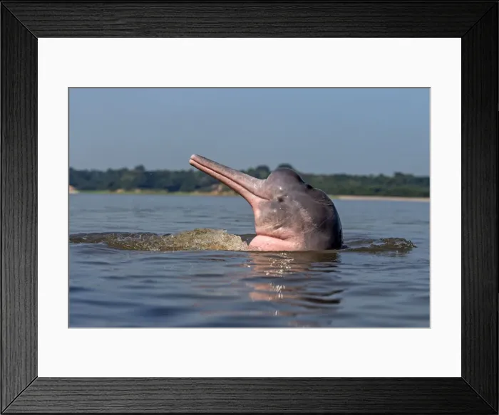 Framed Print : Picture No. 10898929 Framed Print : Picture No. 10898929