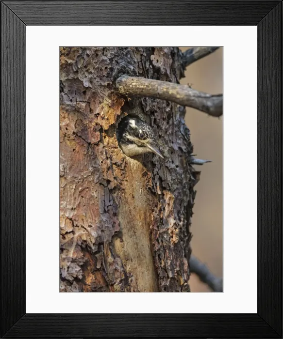 Framed Print : Picture No. 10898882 Framed Print : Picture No. 10898882