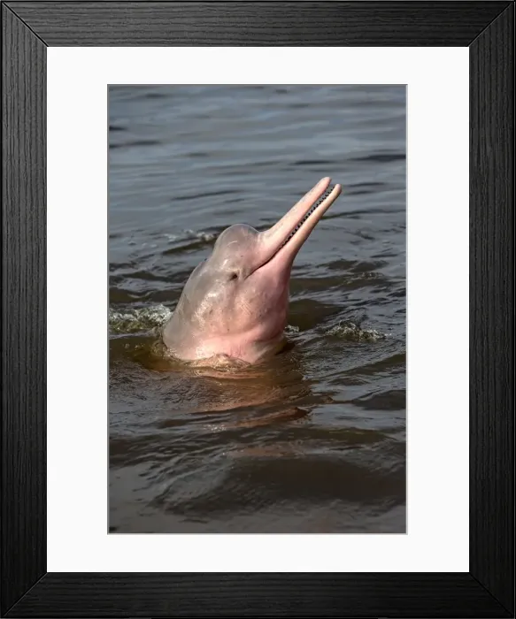 Framed Print : Picture No. 10898924