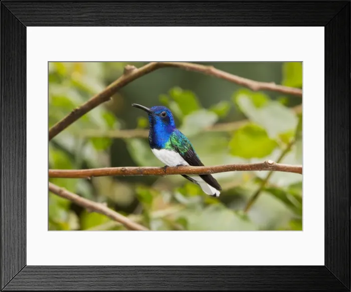 Framed Print : Picture No. 10898889 Framed Print : Picture No. 10898889
