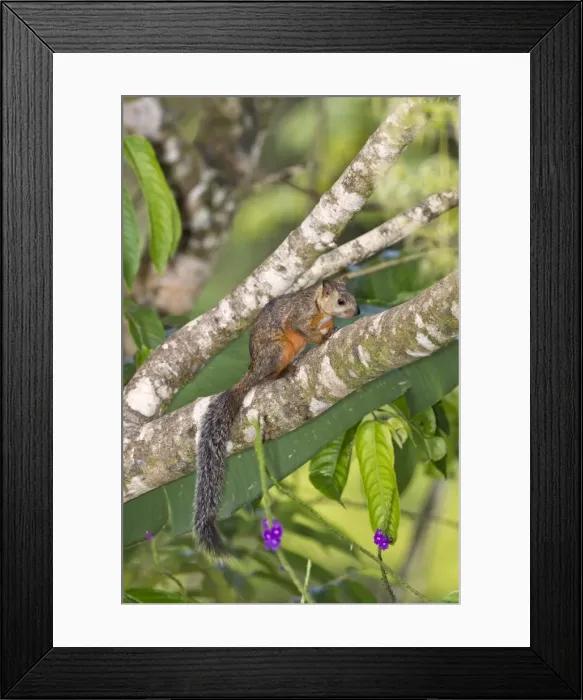 Framed Print : Picture No. 10898884 Framed Print : Picture No. 10898884