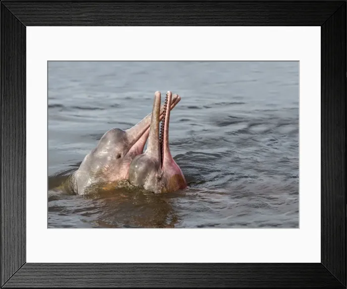 Framed Print : Picture No. 10898925 Framed Print : Picture No. 10898925