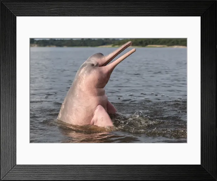 Framed Print : Picture No. 10898930 Framed Print : Picture No. 10898930