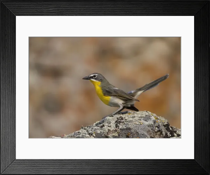 Framed Print : Picture No. 10898891