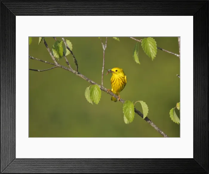 Framed Print : Picture No. 10898894 Framed Print : Picture No. 10898894