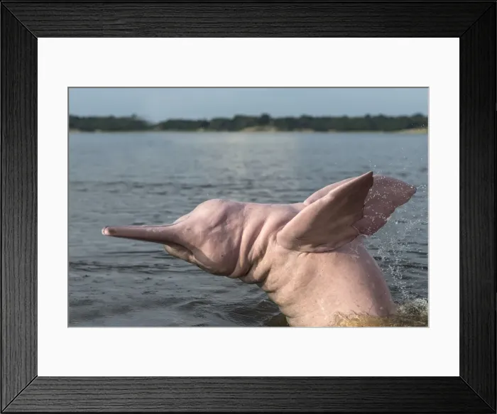 Framed Print : Picture No. 10898932 Framed Print : Picture No. 10898932
