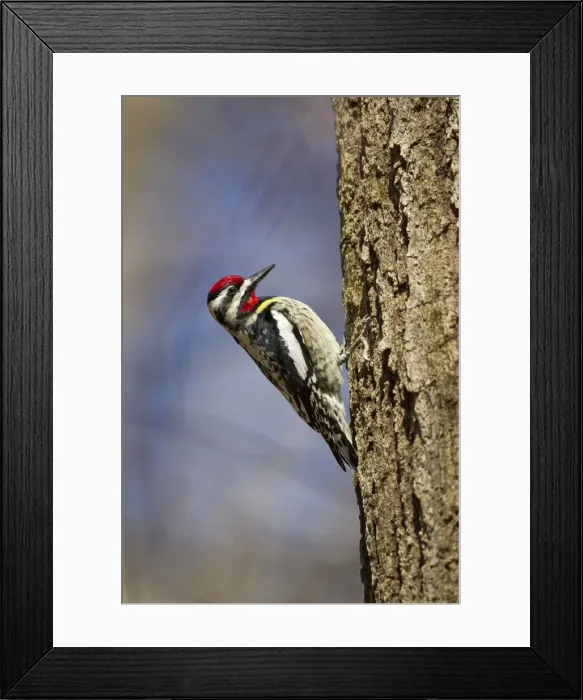 Framed Print : Picture No. 10898893 Framed Print : Picture No. 10898893