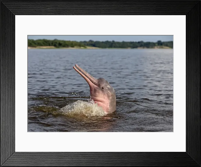 Framed Print : Picture No. 10898931