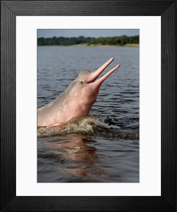 Framed Print : Picture No. 10898933 Framed Print : Picture No. 10898933