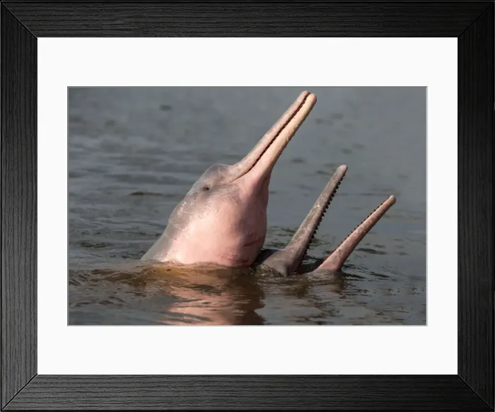 Framed Print : Picture No. 10898935 Framed Print : Picture No. 10898935