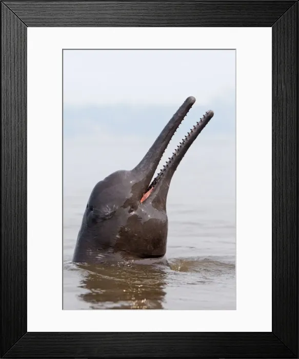 Framed Print : Picture No. 10898940 Framed Print : Picture No. 10898940