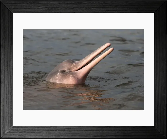 Framed Print : Picture No. 10898936