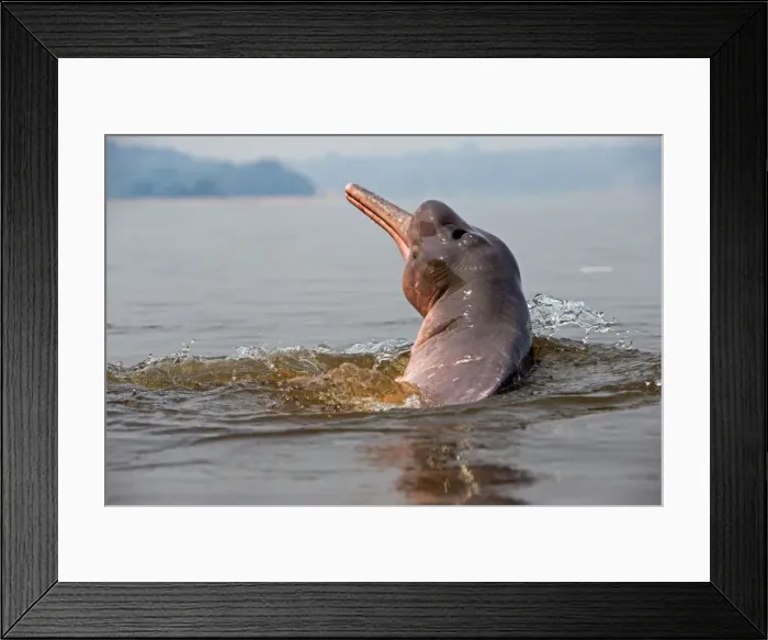 Framed Print : Picture No. 10898939